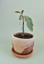 WAVY PLANT STAKE